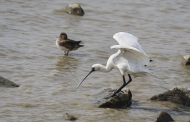 Doğadaki Waterland 'da siyah yüzlü kaşıkçı.
