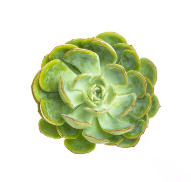 Beyaz arkaplanda izole edilmiş yeşil minyatür sulu bitkiler