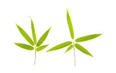 Beyaz arkaplanda yeşil bambu yaprakları