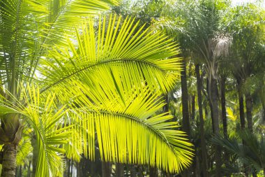 Güneş ışığında yeşil palmiye yaprağı