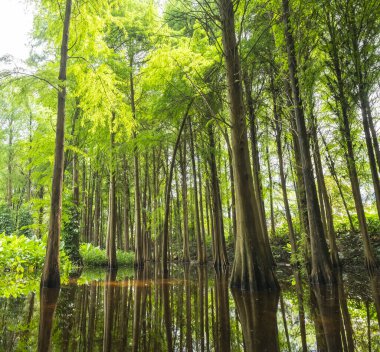 bir grup olgun Metasequoia ağacı.