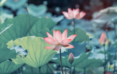 Arka planda yeşil yapraklar ile yaz göletinde açan nilüfer çiçeği.