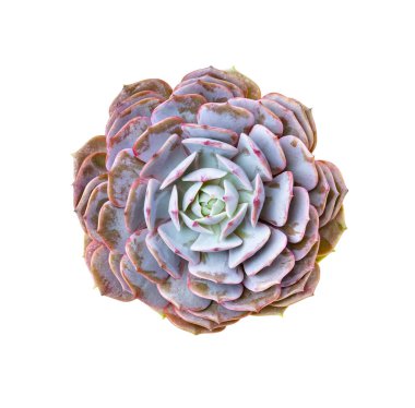 Beyaz arkaplanda izole edilmiş yeşil minyatür sulu bitkiler