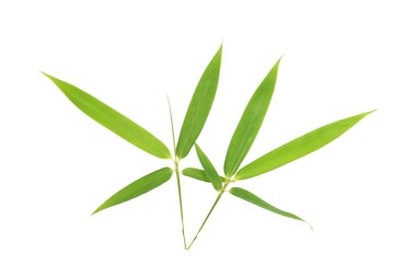 Beyaz arkaplanda yeşil bambu yaprakları