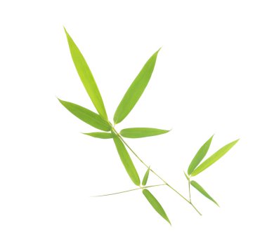 Beyaz arkaplanda yeşil bambu yaprakları