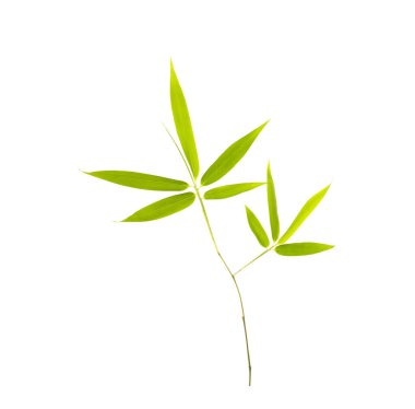 Beyaz arkaplanda yeşil bambu yaprakları