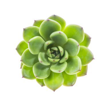 Beyaz arkaplanda izole edilmiş yeşil minyatür sulu bitkiler