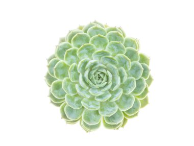 Beyaz arkaplanda izole edilmiş yeşil minyatür sulu bitkiler