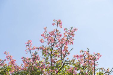 Bahçede pembe ipek diş ipi ağacı çiçeği