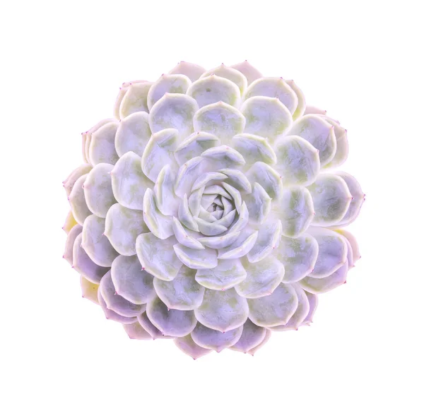 purple succulent plant in the desert collection