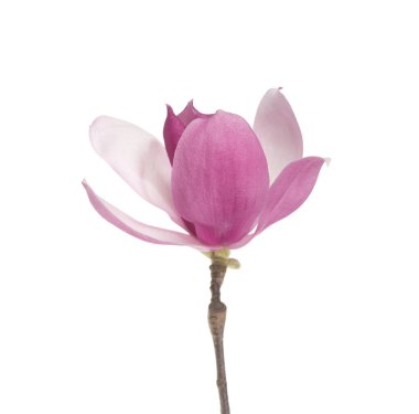 Beyaz arka plan üzerinde izole pembe Manolya çiçeği