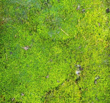 Yosun bahçeler ve bonsailer için estetik bir his olarak kullanılır.