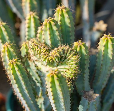 Çiçek bahçesindeki kaktüs sulu.