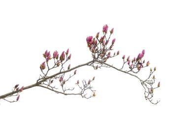 Beyaz arka planda pembe çiçekli ve bahar dallı çiçek açan manolya ağacı