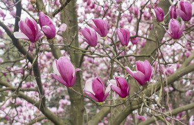 Baharda çiçek açan Magnolia ağacı