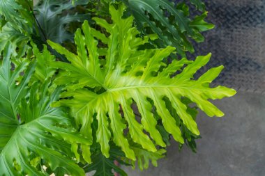 Monstera bitki yaprağı dokusunun yeşil yapraklarından oluşan tropik bitkiler.