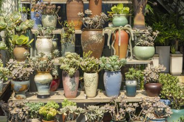 Minyatür sulu bitki. Kaktüs saksıda. Koleksiyon karışımı.