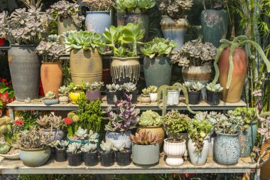 Minyatür sulu bitki. Kaktüs saksıda. Koleksiyon karışımı.