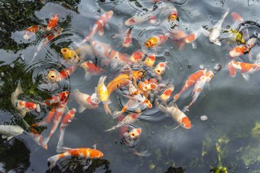 koi carps gölde yüzmek