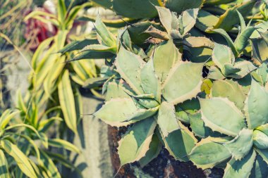 Bahçede keskin sivri agav bitki yaprakları