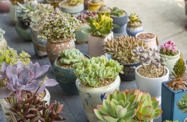 Minyatür sulu bitki. Kaktüs saksıda. Koleksiyon karışımı.