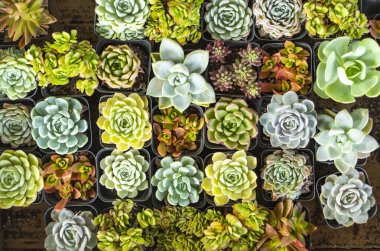 Minyatür sulu bitki. Kaktüs saksıda. Koleksiyon karışımı.