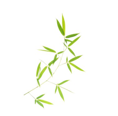 Beyaz arkaplanda izole edilmiş bambu yaprakları