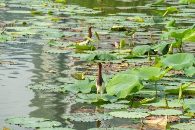 Nilüfer yaprakları üzerinde balıkçıllar (Ardeola bacchus)