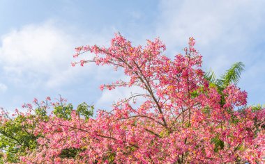 pink silk floss tree flower in garden clipart