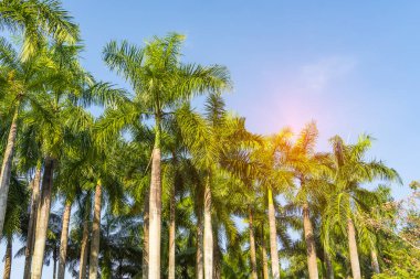 Mavi gökyüzü ile güneş ışığında yeşil palmiye yaprağı