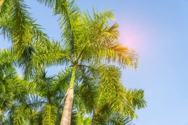 Mavi gökyüzü ile güneş ışığında yeşil palmiye yaprağı