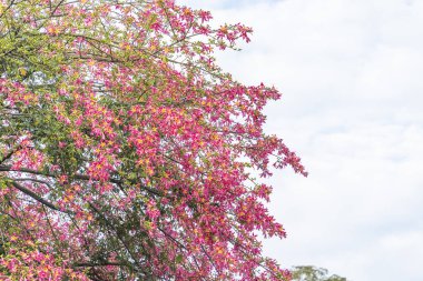 pink silk floss tree flower in garden clipart