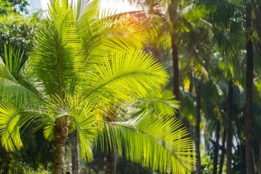 Güneş ışığında yeşil palmiye yaprağı