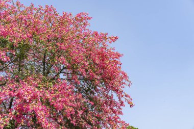 pink silk floss tree flower in garden with blue sky background clipart