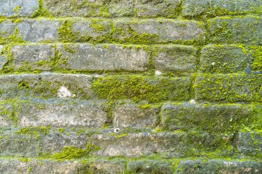 Yosun ile eski tuğla duvar dokusu arka plan