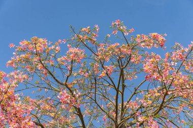 Bahçede mavi gökyüzü arka planında pembe ipek diş ipi ağacı çiçeği