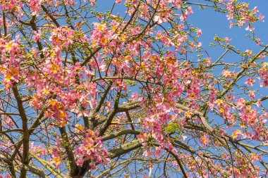 Bahçede mavi gökyüzü arka planında pembe ipek diş ipi ağacı çiçeği