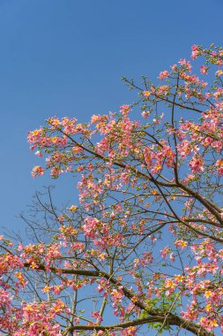 Bahçede mavi gökyüzü arka planında pembe ipek diş ipi ağacı çiçeği