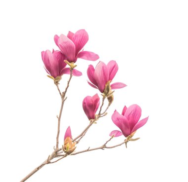 Beyaz arka planda pembe çiçekli ve bahar dallı çiçek açan manolya dalları