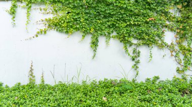 Sarmaşık beyaz bir duvar arka planında izole edildi.