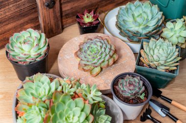 Bahçedeki minyatür sulu bitkiler