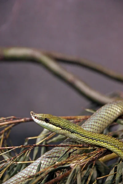 Corredor Verde Del Barón Philodryas Baroni Una Serpiente Venenosa Endémica —  Fotos de Stock