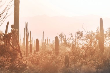 Büyük Saguaro kaktüsü bir dağda, Arizona, ABD