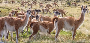 Vahşi Guanaco (Lama Guanicoe) Güney Amerika, Şili, Patagonya bozkırında