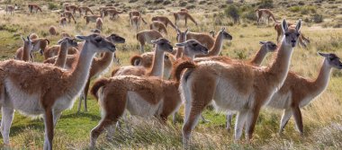 Vahşi Guanaco (Lama Guanicoe) Güney Amerika, Şili, Patagonya bozkırında