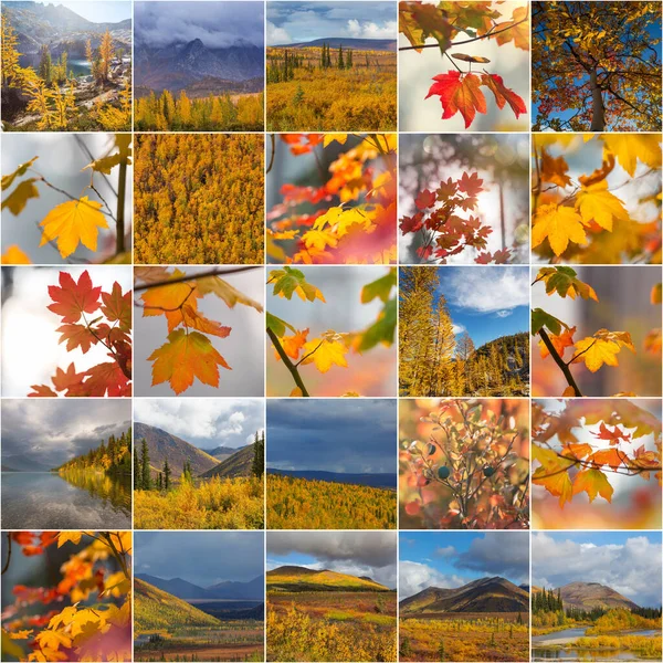 橙色和黄色的秋天拼贴 秋季背景 — 图库照片