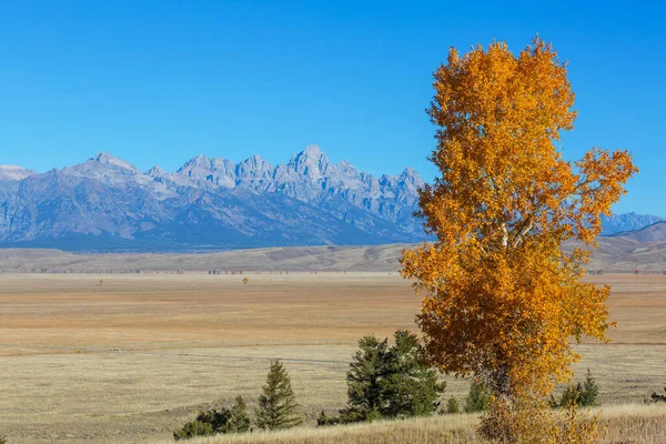 Ljusa Färger För Höstsäsongen Grand Teton National Park Wyoming Usa — Stockfoto