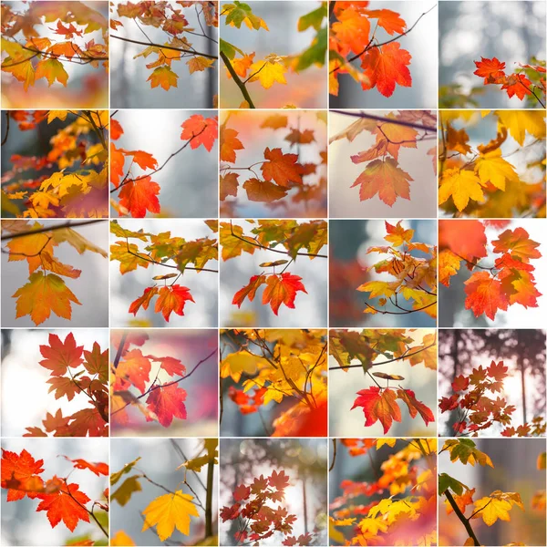 Colorful Background Fallen Autumn Leaves Set — Stock Photo, Image