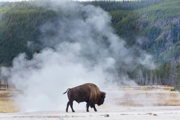 Άγριος Βίσωνας Στο Εθνικό Πάρκο Yellowstone Ηπα — Φωτογραφία Αρχείου