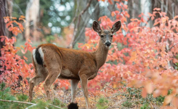 Adorable Deer Autumn Forest — Stock Fotó